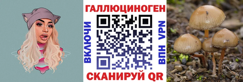 Псилоцибиновые грибы Psilocybe Чита